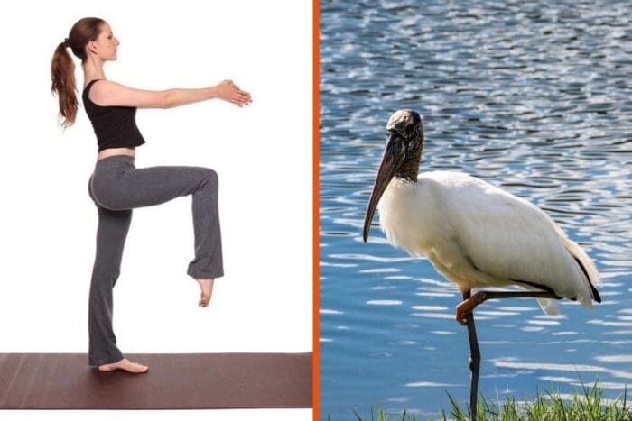 Postura da cegonha: como fazer em casa postura da cegonha yoga ou ioga